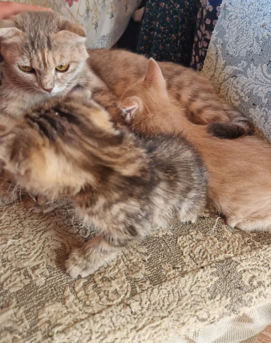 Шотланский вислоухий кот