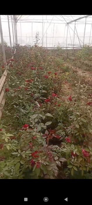 Gallaniski atirgullar kuchati sotiladi