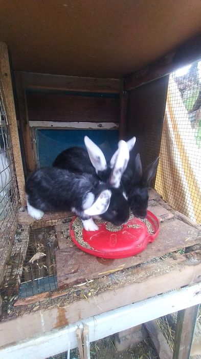 Прадам кроликов 7 месяцев