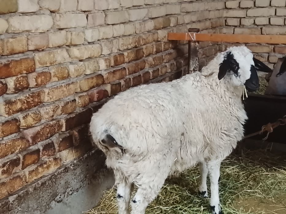 Qoʻy va qoʻchqor sotiladi