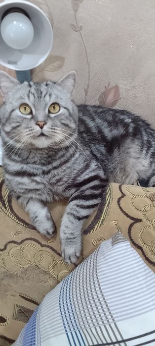 Шотландская кошечка очаровашка