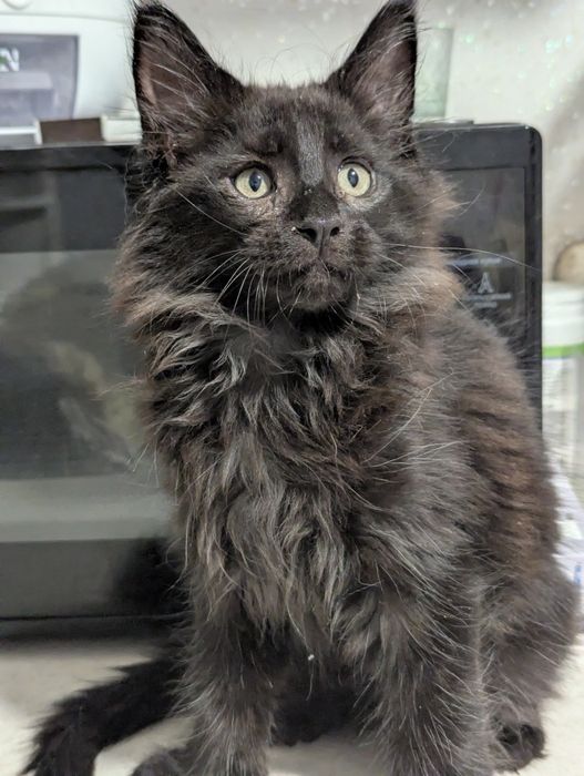 котята Мейн Кун  Полидакт