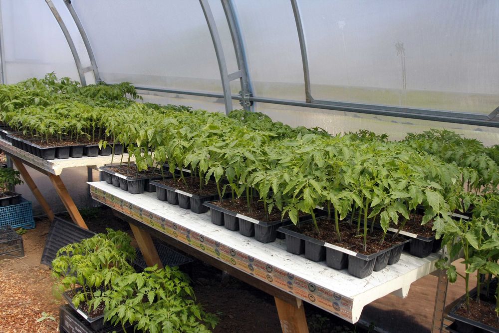 Разсад Домати - Червени Розови - София , с. Бусманци - само на място !