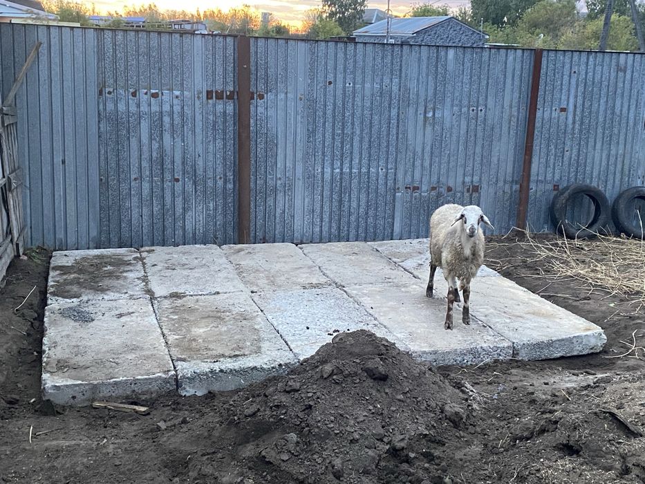 Продам барана кошкар