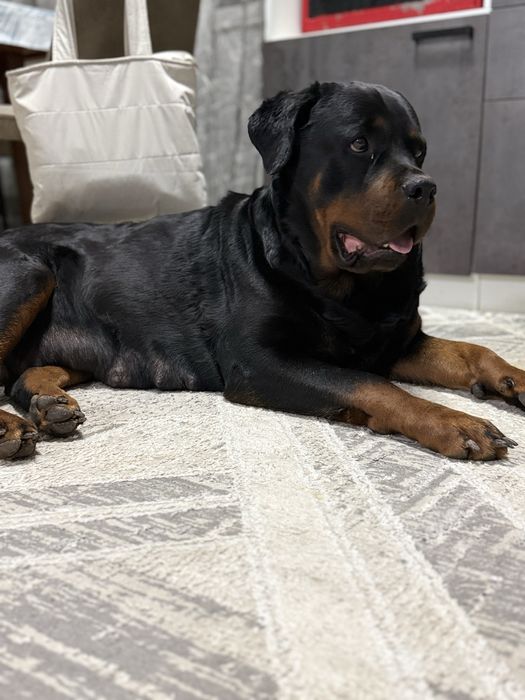 Продаются щенки ротвейлера