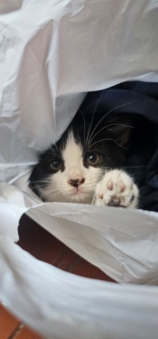 Отдам котят. Бесплатно
