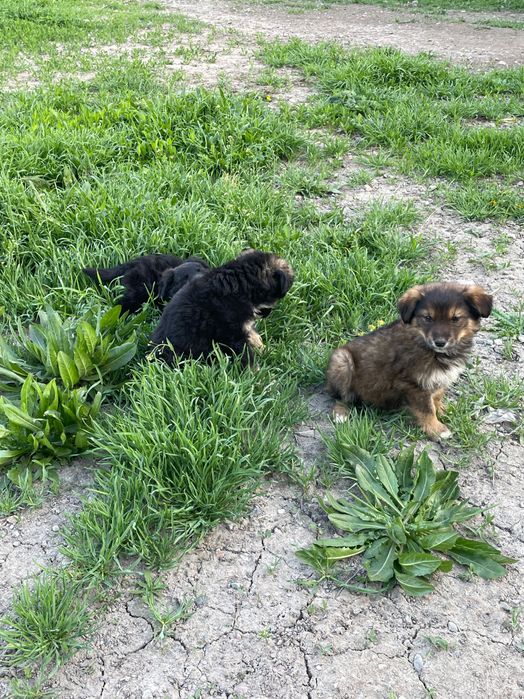 Щенки ( 2 девочек и один пацан)