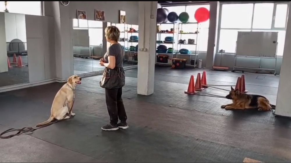 Лабрадор ретривер 11 месяцев