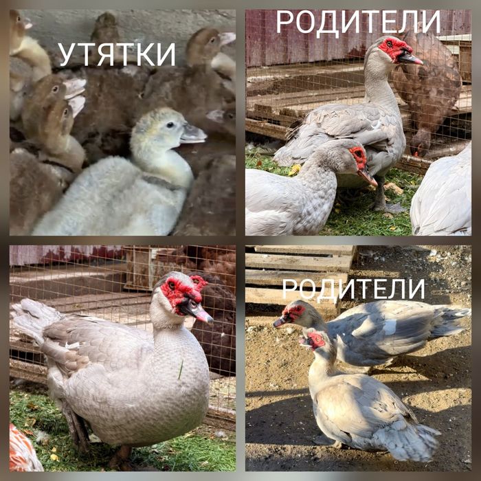 Продам утят тяжелой линии
