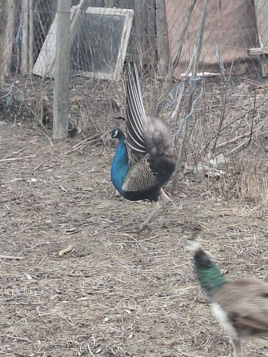 De vânzare păun standard