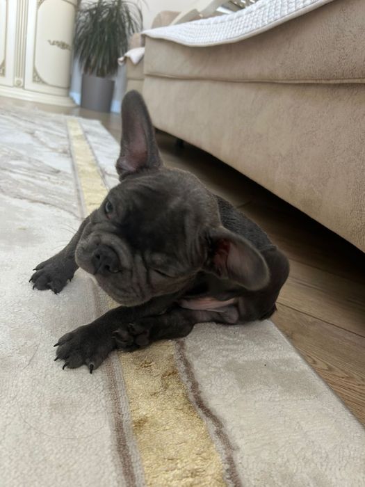 Продам Французский Бульдог