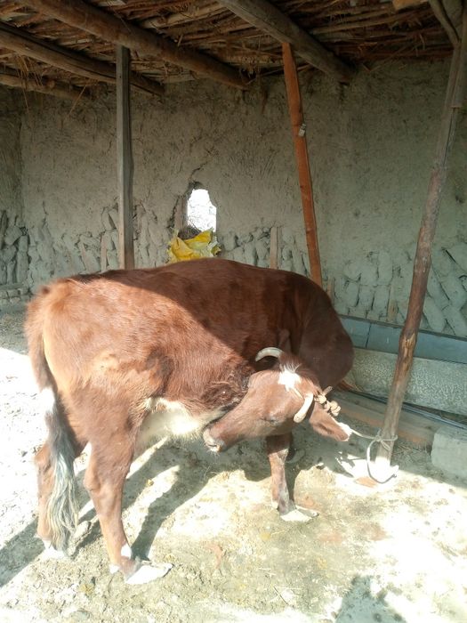 Ҳалол ўзимизни моллар