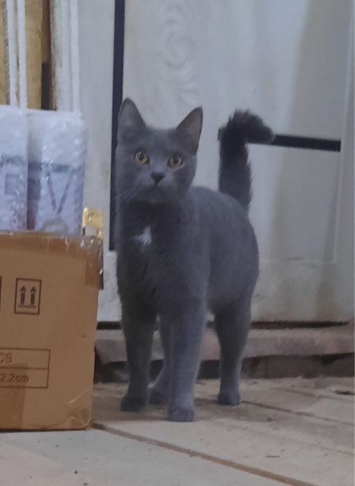 Кошечка с мелальончиком в добрые руки!