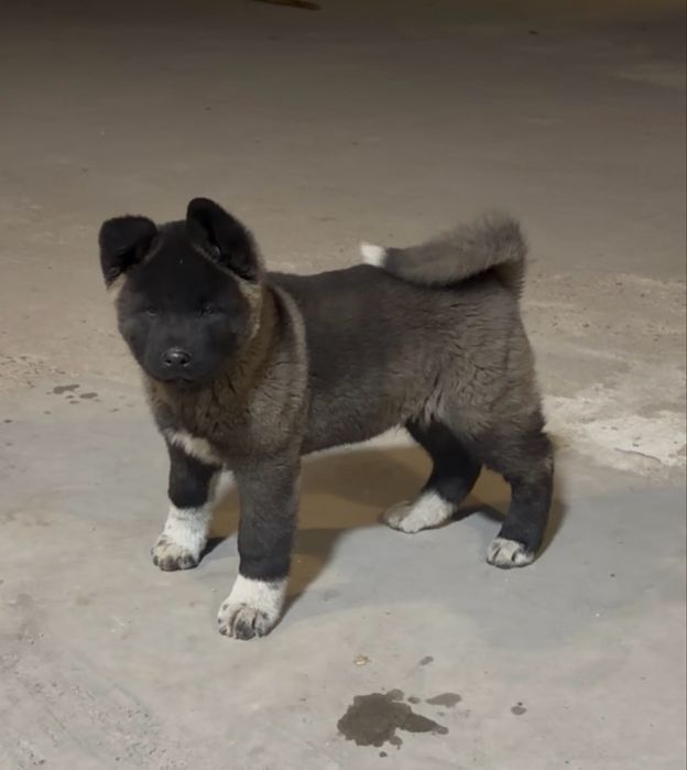 Щенки Американской Акиты