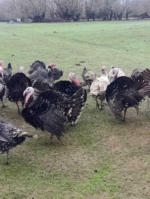 Curcani bio de vanzare, crescuți in aer liber!