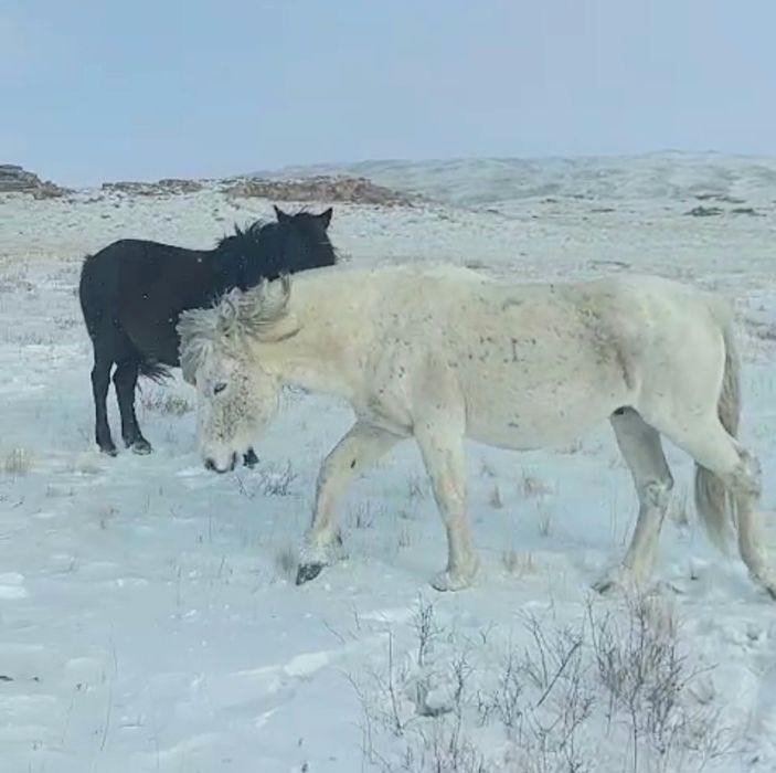 Семіз айғыр жеребец