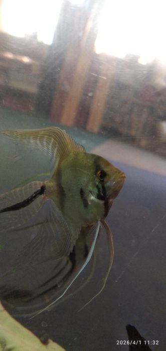 Рыбка Скалярия. Вуалевые.