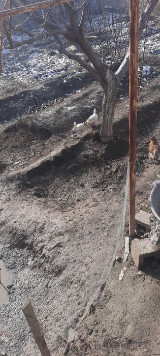 Ок урдак сотилади