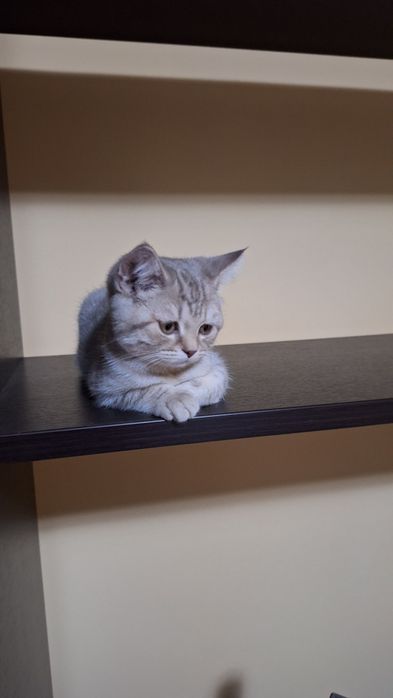 Котенок шотландский
