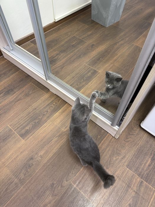 Котенок в хорошие руки