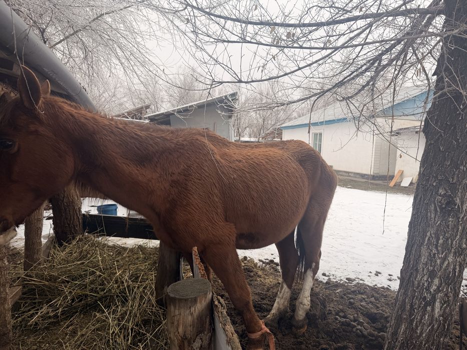 Буаз бие сатылады
