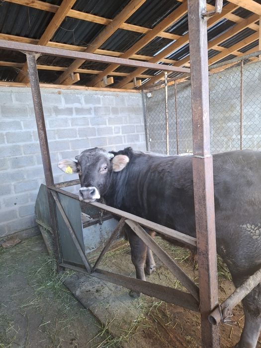 Чистопородный бык