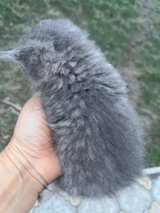 Котята, отец Британец