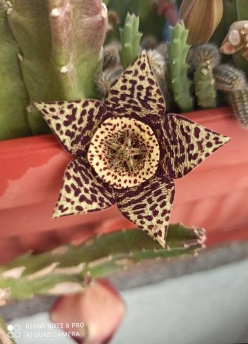 Цъфтящи сукуленти