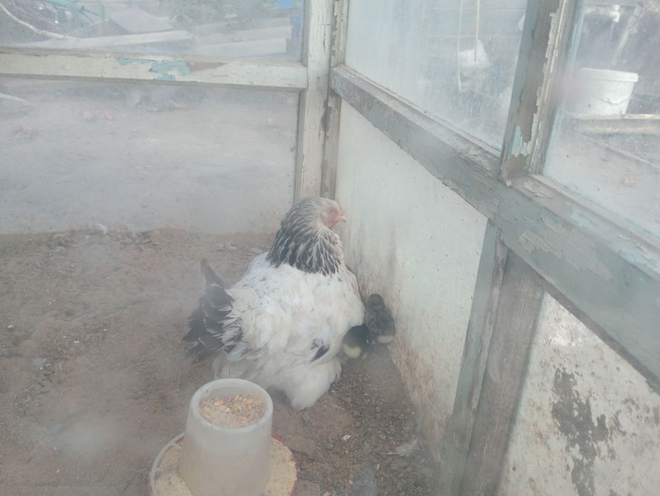 Продам домашную птицу.
