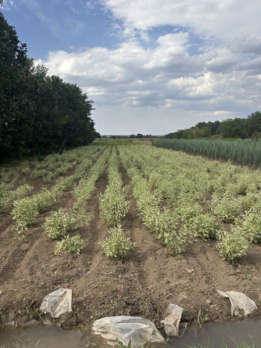 Кустарники в асортименте