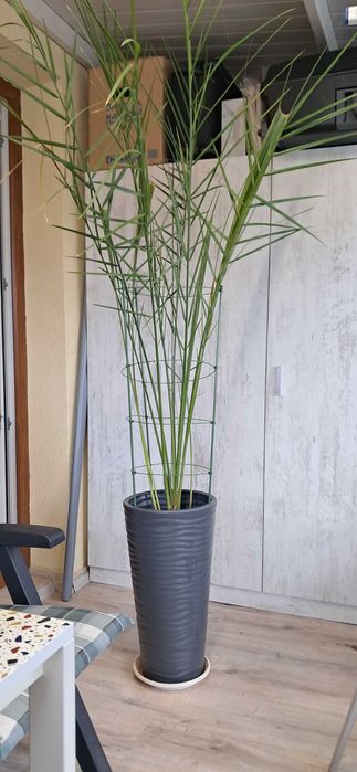 Финикова палма, красива, 2 м