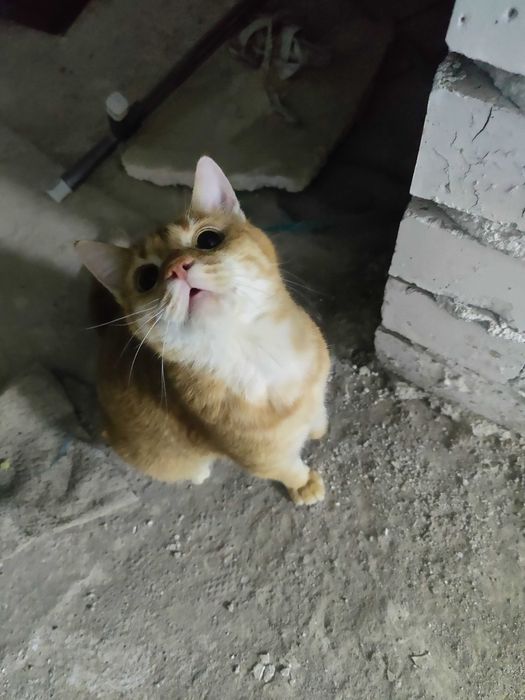 Кошка в добрые руки