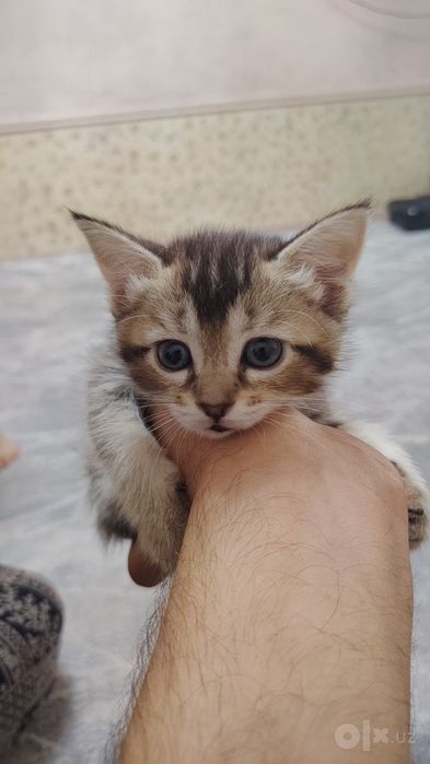 Продам котят хорошие породы