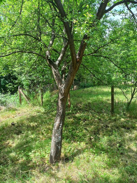 Дърва за огрев,ясен,акация и сливи