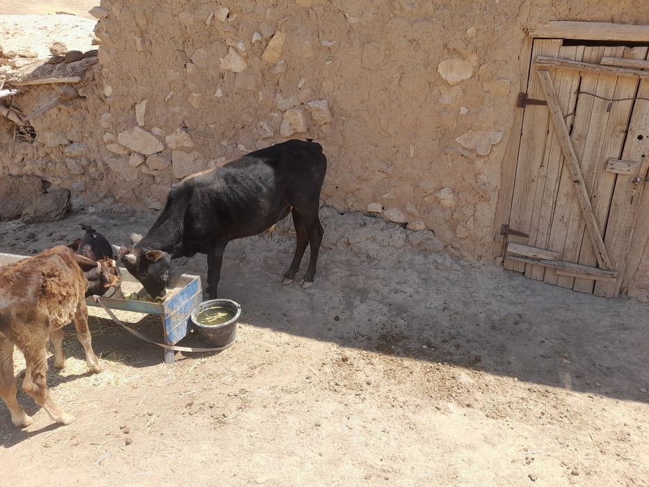 Novvos sotiladi 2 yashar