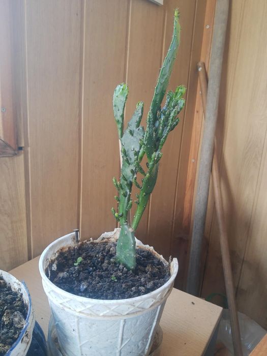 Кактуси големи и красиви