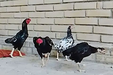 Koshamo sotiladi