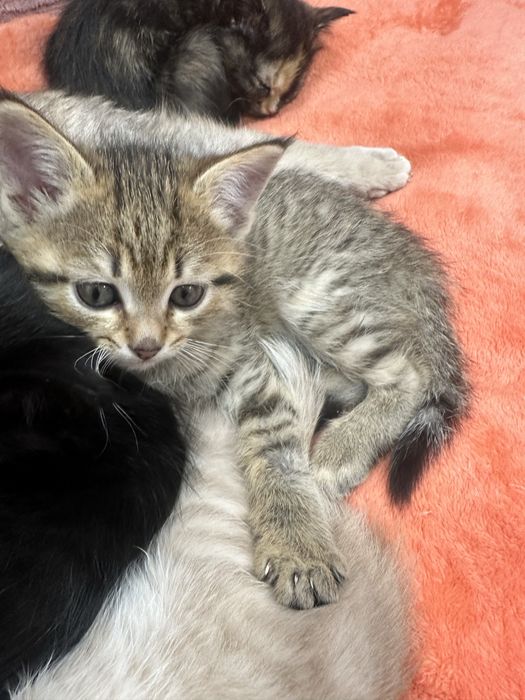 Отдаю милых котят бесплатно в добрые руки