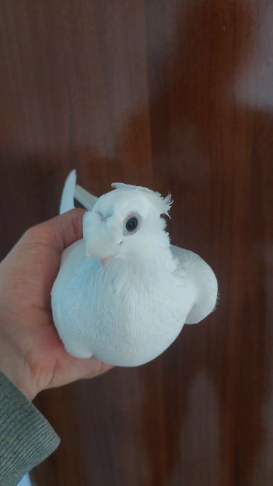 Голуби. Белыйдвухчубый самка кептер