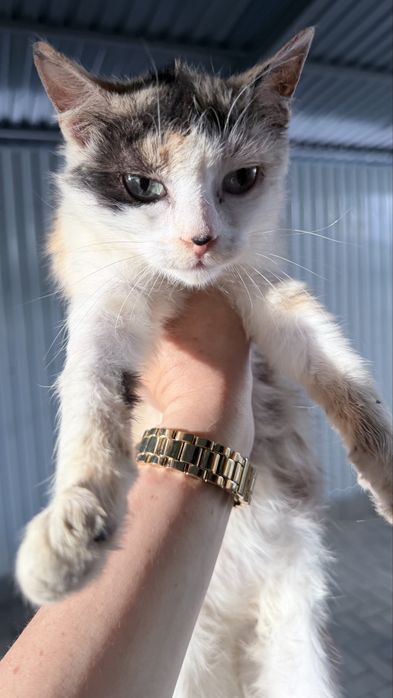 Котенок кошка девочка
