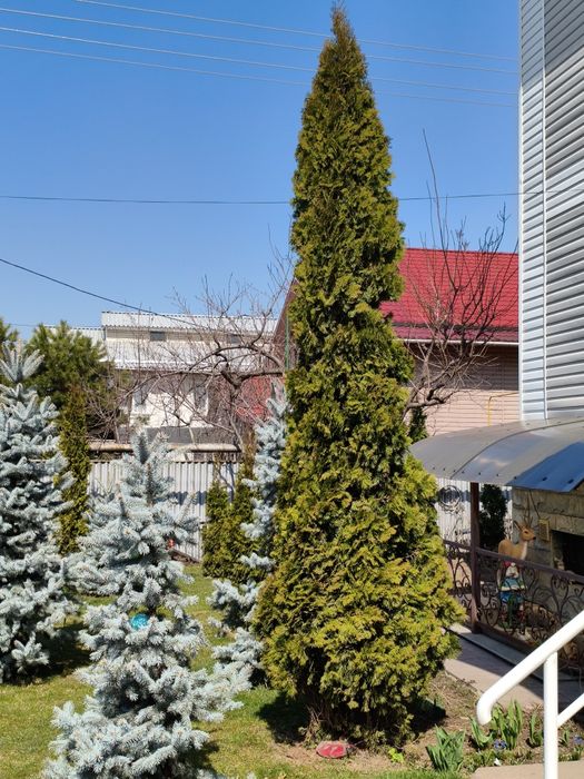 Туя западная (Thuja occidentalis),