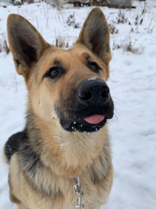 Восточно европейская овчарка