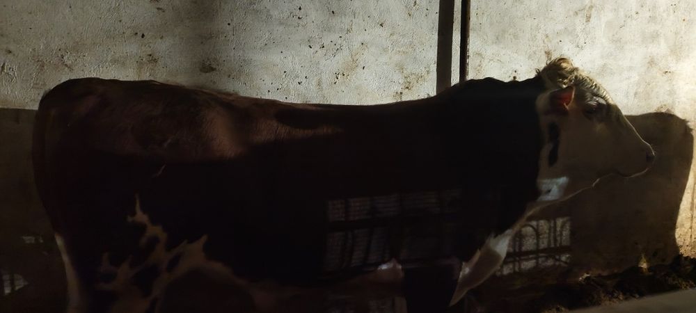 Продаю бычков сементал, белоголовые