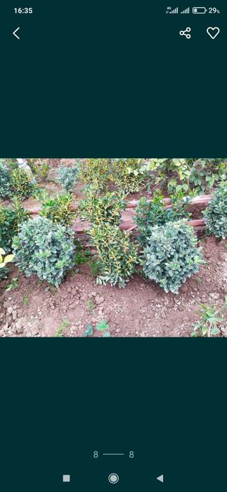 Birsklet bor sotiladi yunsoboya  va shamshotlat va boshqa kochatlar