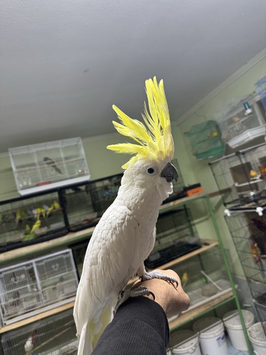 Ара Жако Какаду