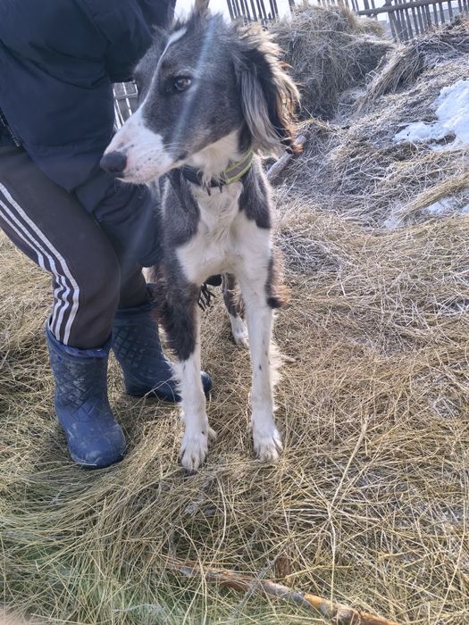 Тазы Арлан робочи