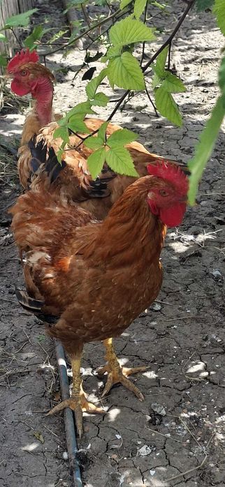 Cocosi de vanzare