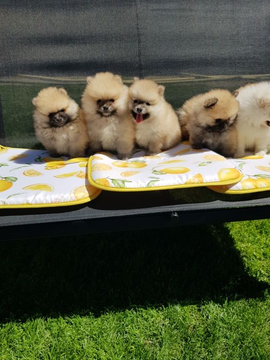 Померан померанчета Гр. София