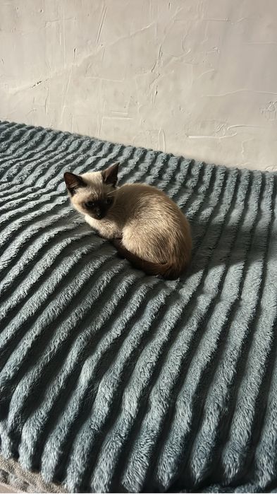 Кот сиамски бесплатно