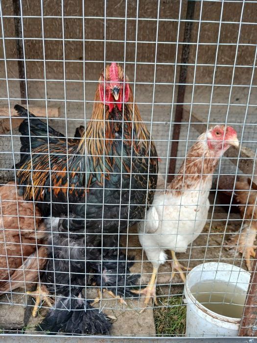 Брама хуроз кора ранг